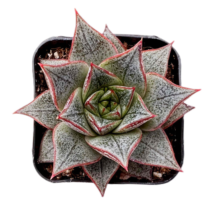 Echeveria Purpusorum White Form