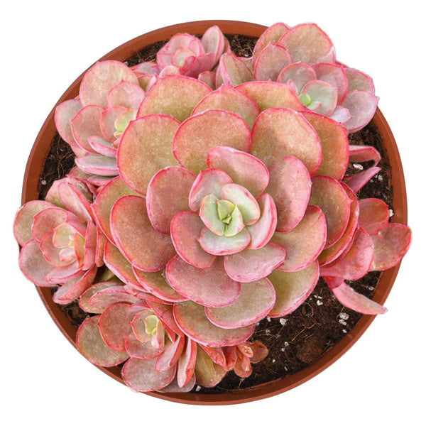 Echeveria Suyon (6 inch)