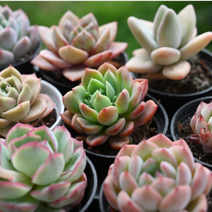 echeveria-sweet-orange-and-other-rare-succulent