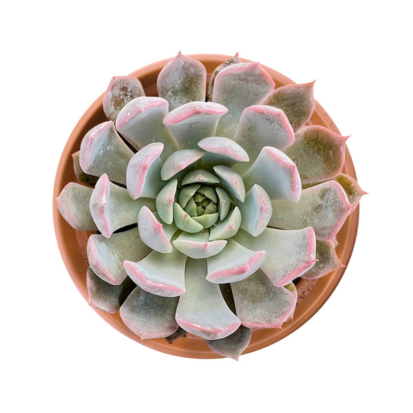 Echeveria Texensis Rosea  (4 inch)