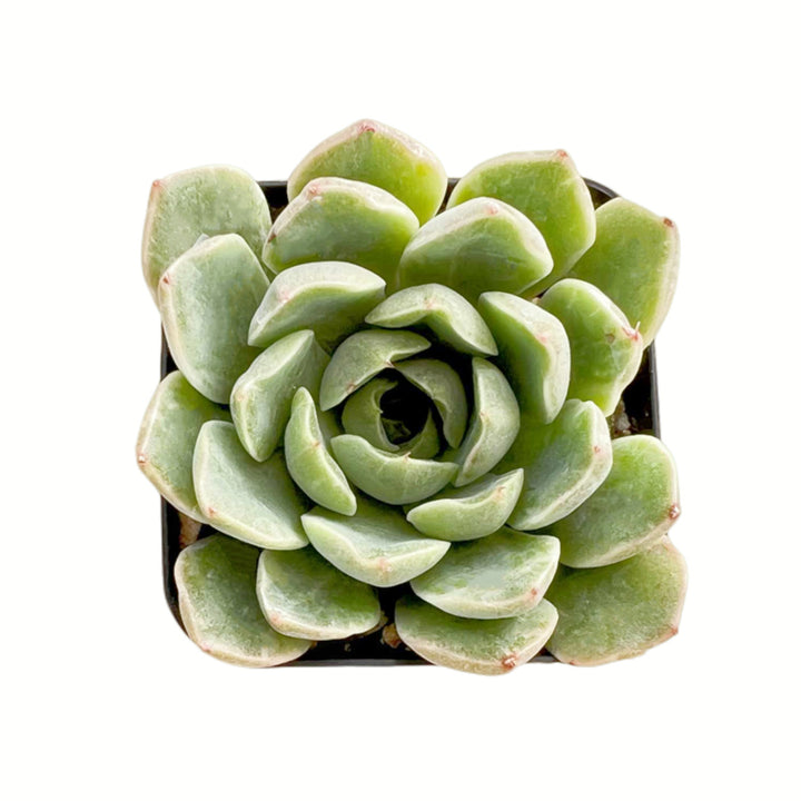 Echeveria The Next Gardener Peach Wine Variegated