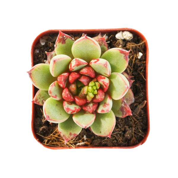 Echeveria The Next Gardener Firework (Rare)