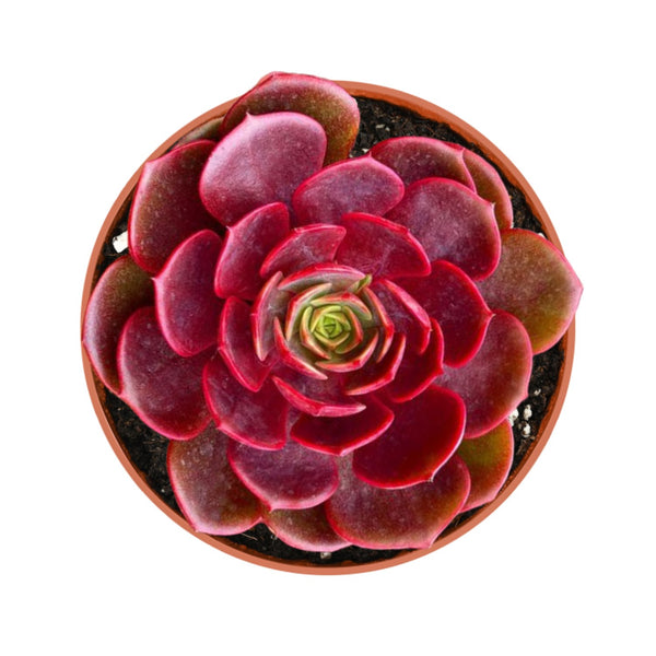 Echeveria Red Robe (4 inch)