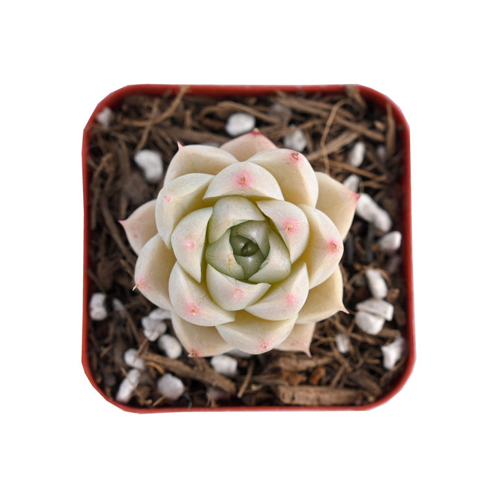 echeveria-whit-queen-for-sale