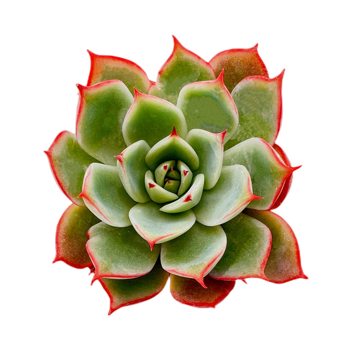 Echeveria 'Yeon-Deung'