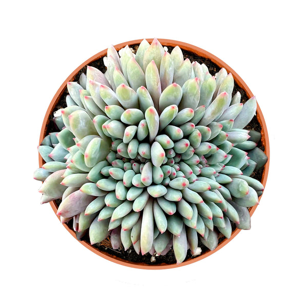 Crested Echeveria Ariel (4 inch)(Limited)