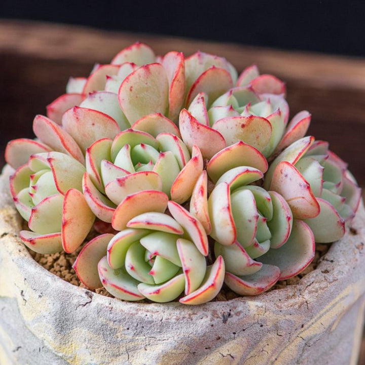 echeveria-atlantis