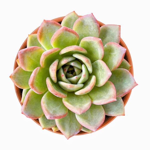 Echeveria 'Champagne' (6 inch)