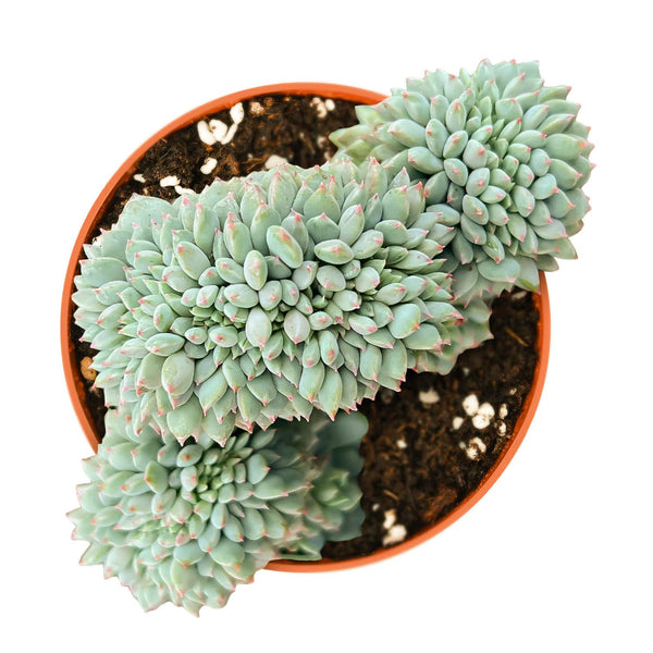 Crested Echeveria 'Chrissy N ryan' (4 inch)