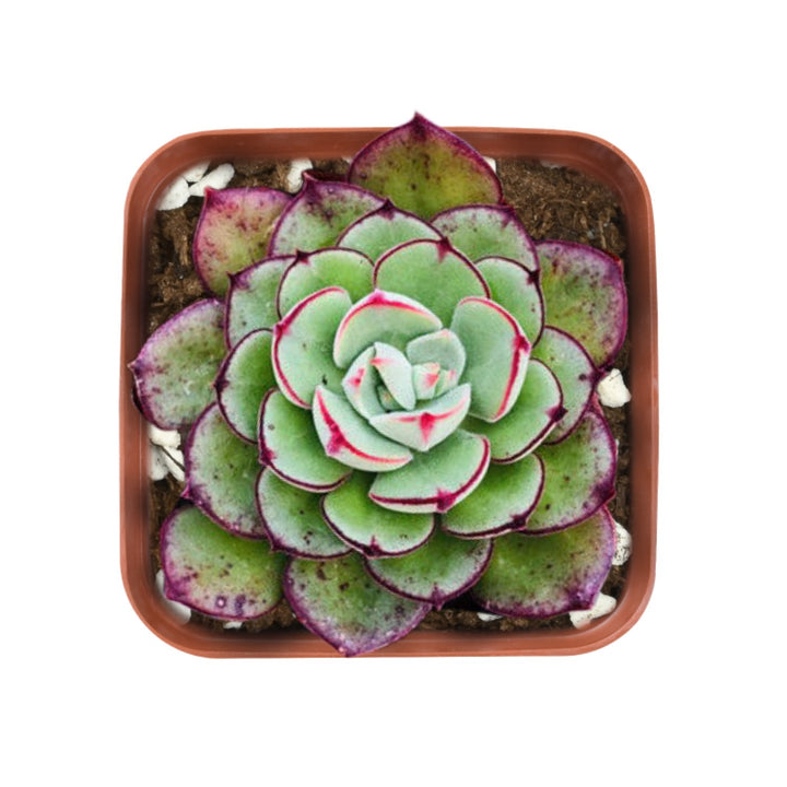 Echeveria-joan-daniel