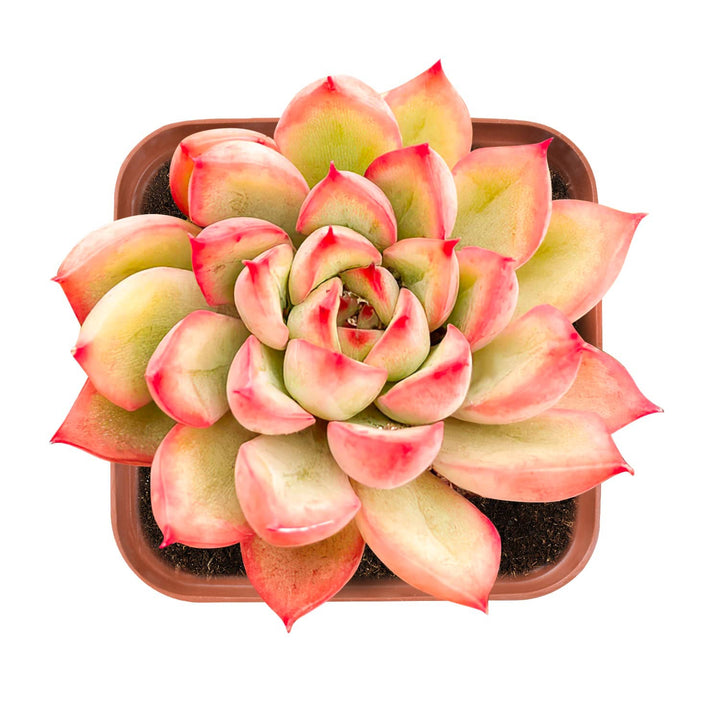 echeveria-mebina-for-sale