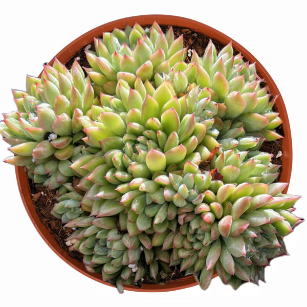 Echeveria 'Mebina' (6 inch)