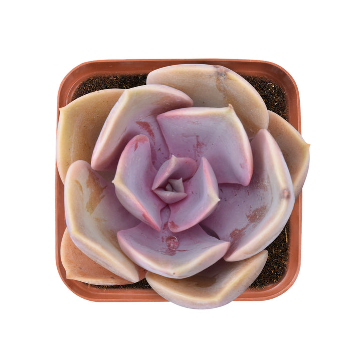 Echeveria 'Perle von Nürnberg'