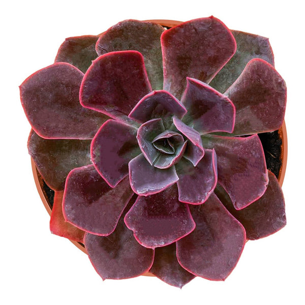 Echeveria Linda Jean / Echeveria 'Rob Roy' (4 inch)