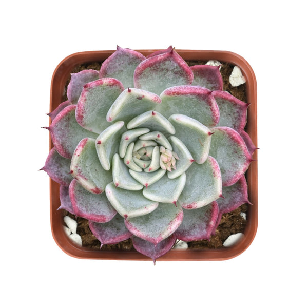 Echeveria 'Sara Himebotan'