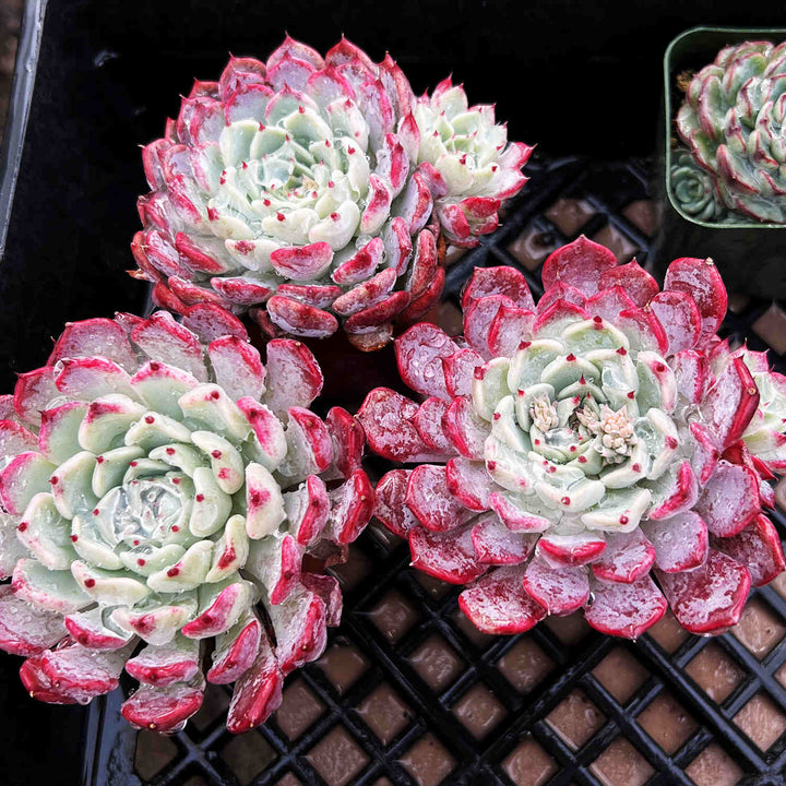 Echeveria 'Sara Himebotan'