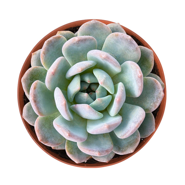 Echeveria 'Snow Angel' (6 inch)