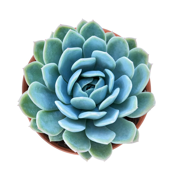 Echeveria 'Suryeon' (6 inch)