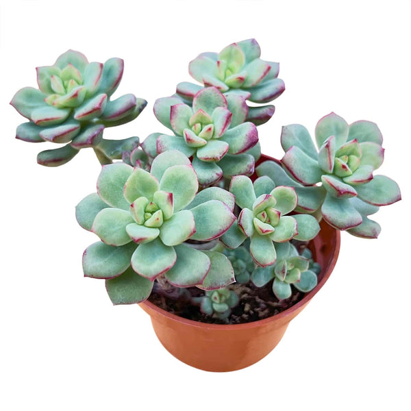 Echeveria 'Tango' Cluster (4 inch)