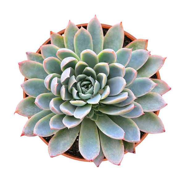 Echeveria Moon Gad Varnish (6 inch)