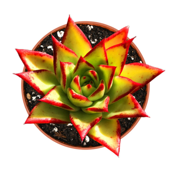 4-inch-echeveria-agavoides-lipsticks-for-sale