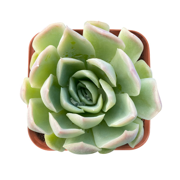 succulent-echeveria-elegans-raspberry-ice