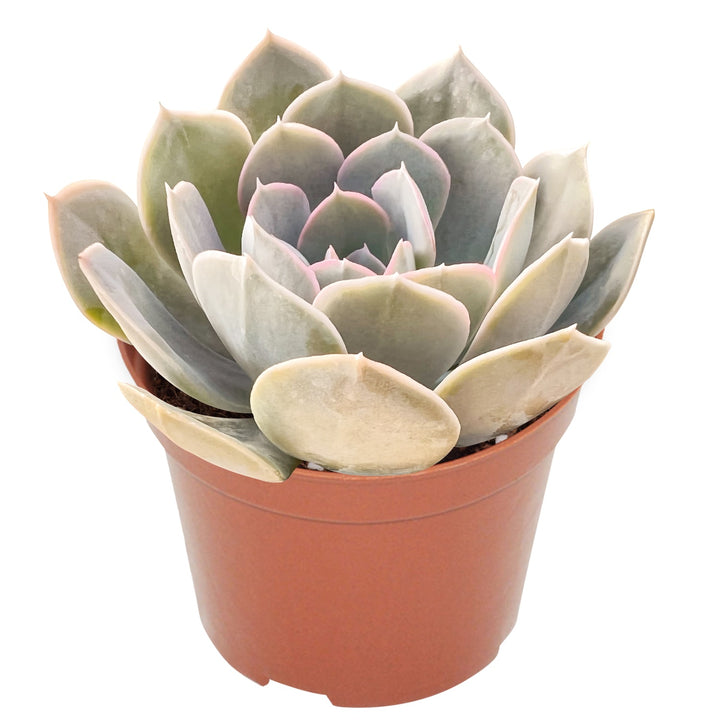 echeveria-runyonii-rose-ex-walther-4-inch