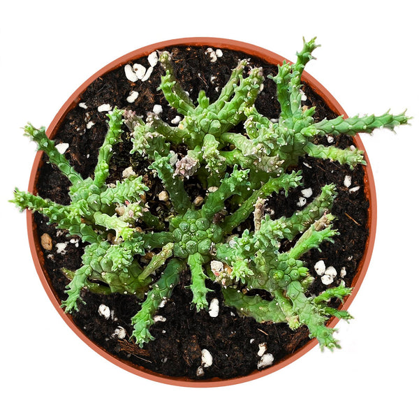 Euphorbia Gorgonis (4 inch)