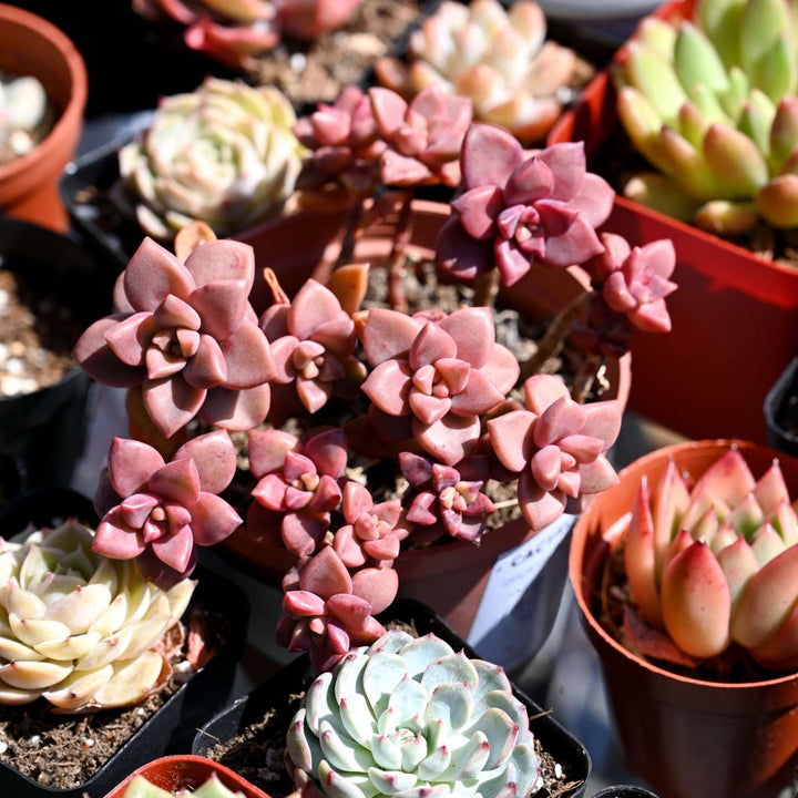 Graptopetalum Paraguayense cv.bronze