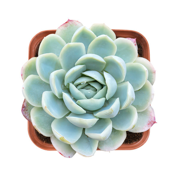 Echeveria Elegans (Mexican Snowball)