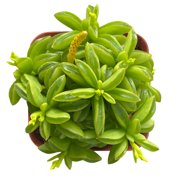 Peperomia dolabriformis(Prayer Pepper)