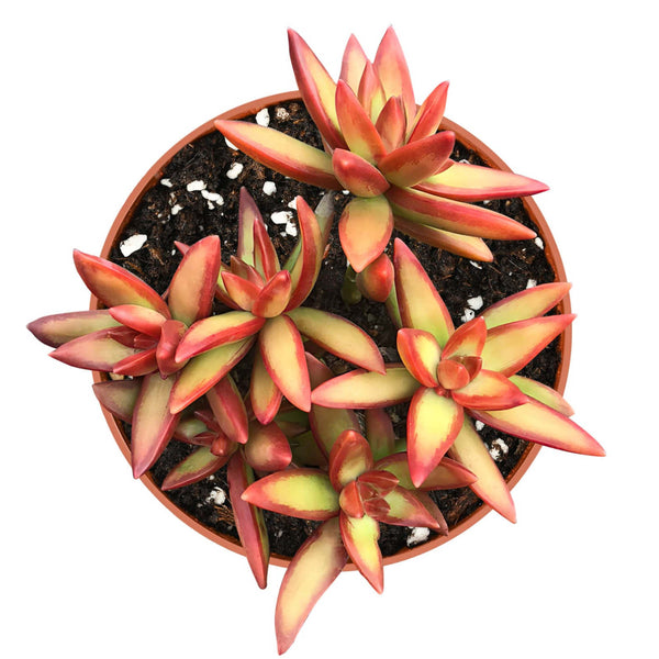 Sedum Adolphi 'Firestorm' Cluster (4 inch)