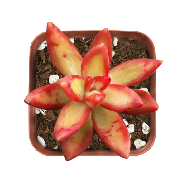 sedum-adolphi-firestorm-for-sale