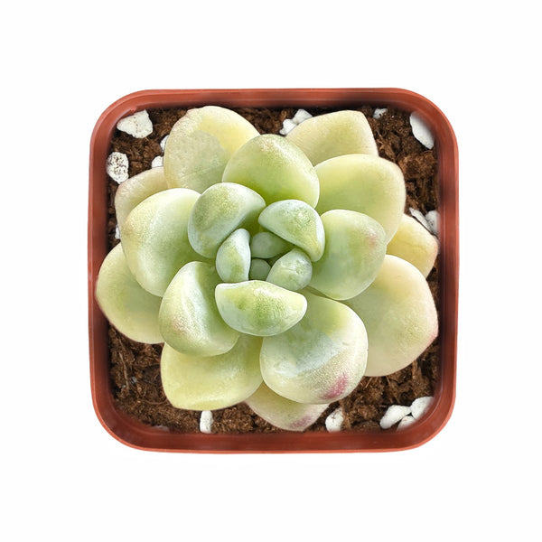 sedum-clavatum-variegated-succulent-for-sale