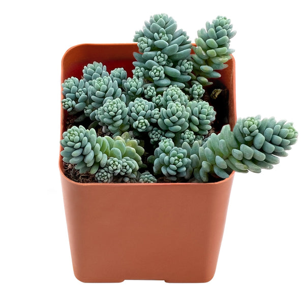 Sedum Dasyphyllum 'Major'
