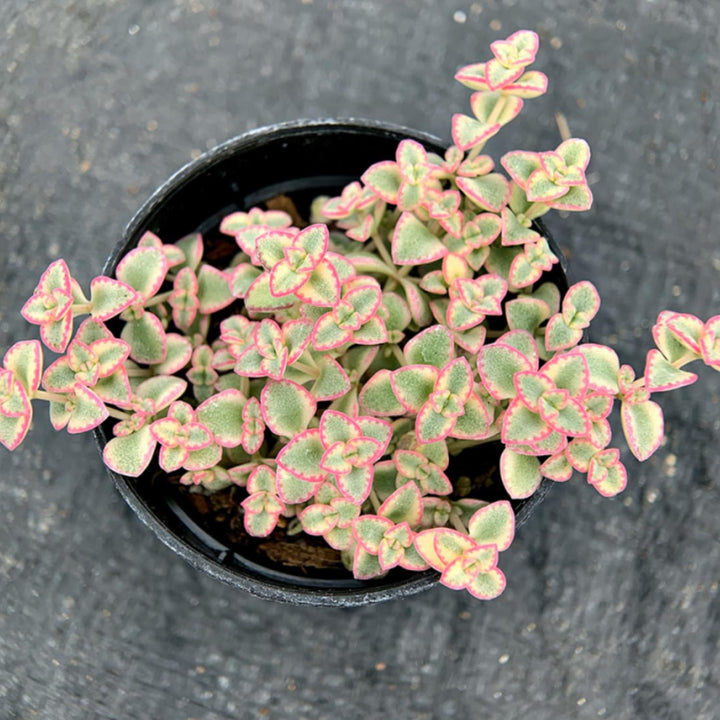 sedum-little-missy-variegated