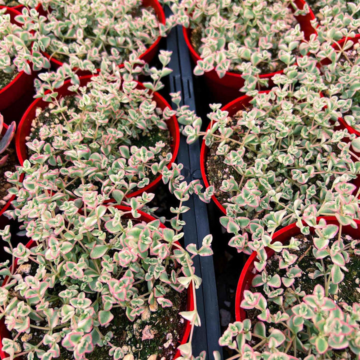 4inch-variegated-sedum-little-missy