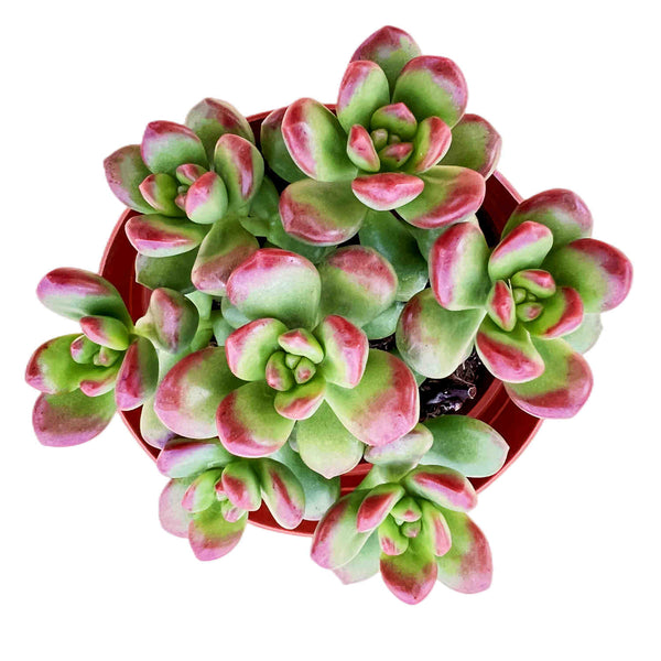 Sedum Lucidum 'Obesum'  (4 inch)