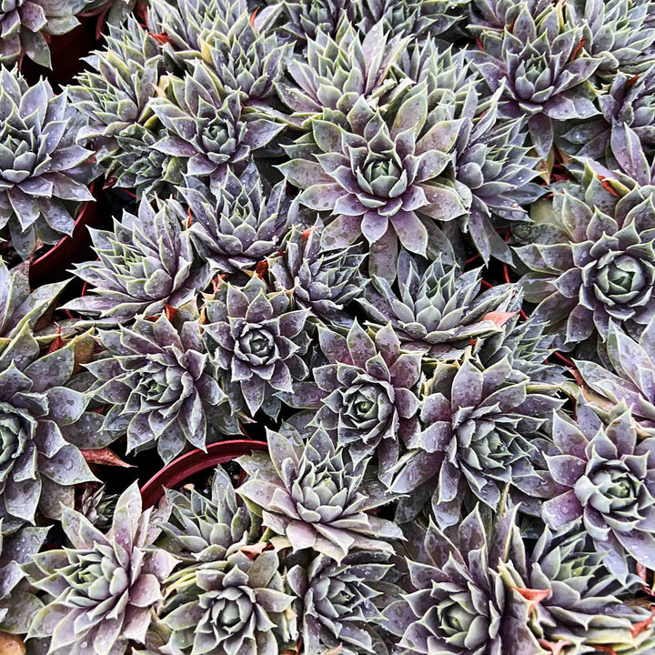 Sempervivum 'Grey Lady' (4 inch)