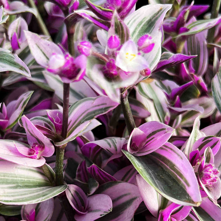 Tradescantia Nanouk blooming