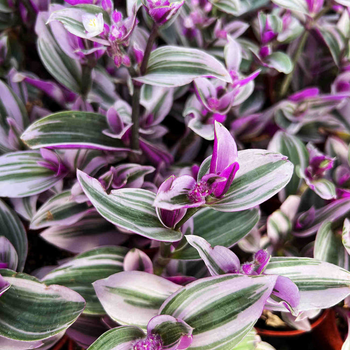 Tradescantia Nanouk (4 inch)