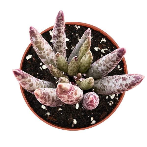 Adromischus Antidorcatum (4 inch)