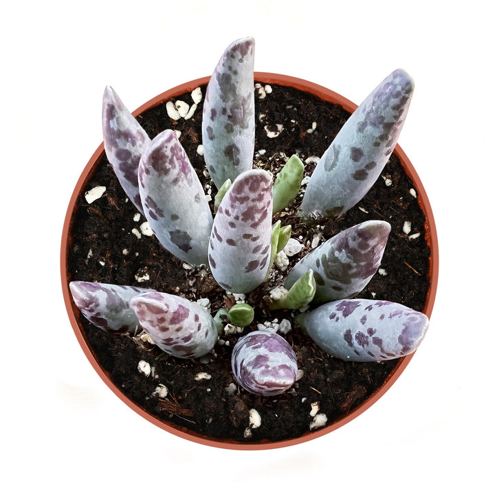 adromischus-cooperi-v-festivus