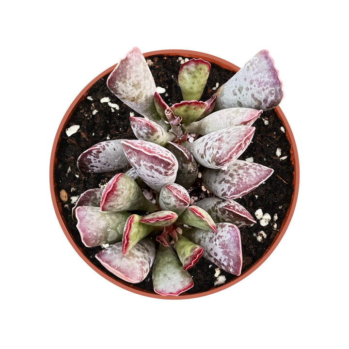 Adromischus Cooperi (4 inch)