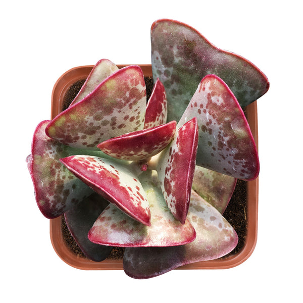 adromischus-triflorus-calico-hearts