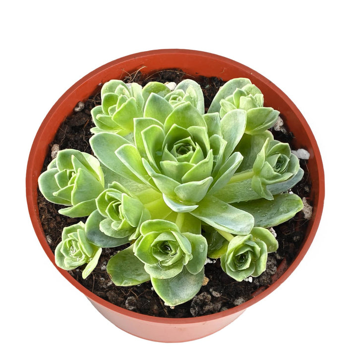 Aeonium Dodrantale / Greenovia Dodrantalis