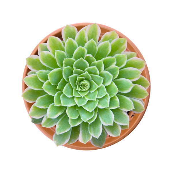 Aeonium 'Emerald Ice' (4 inch)