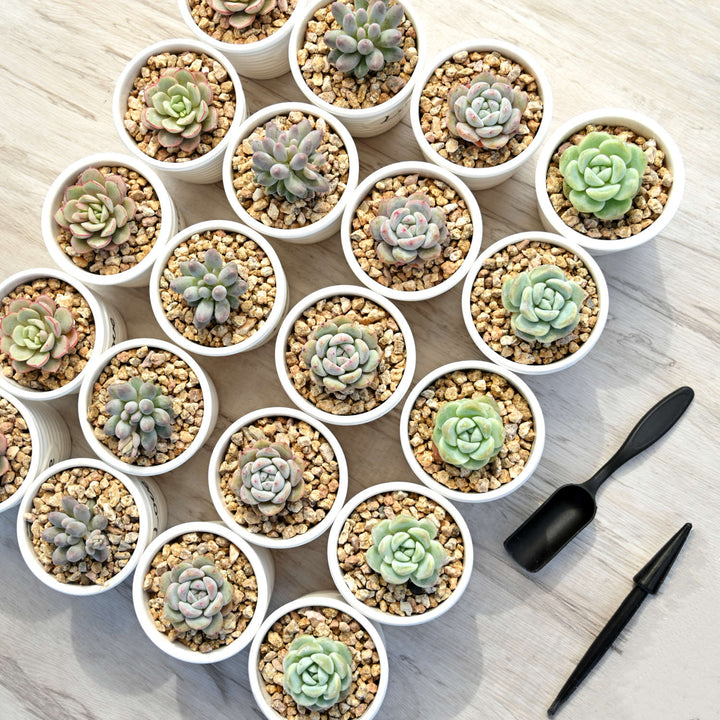 Love Mini Succulent Favors Ceramic