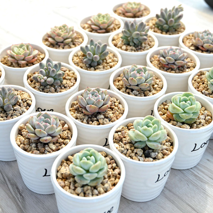 Love Mini Succulent Favors Ceramic