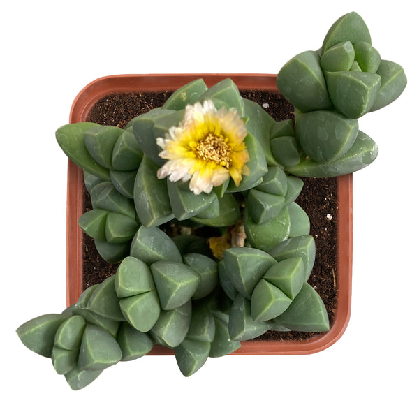    corpuscularia-lehmannii-ice-plant